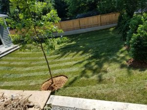 Landscaping in DMV Metro Area