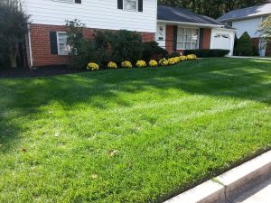 Landscaping in DMV Metro Area